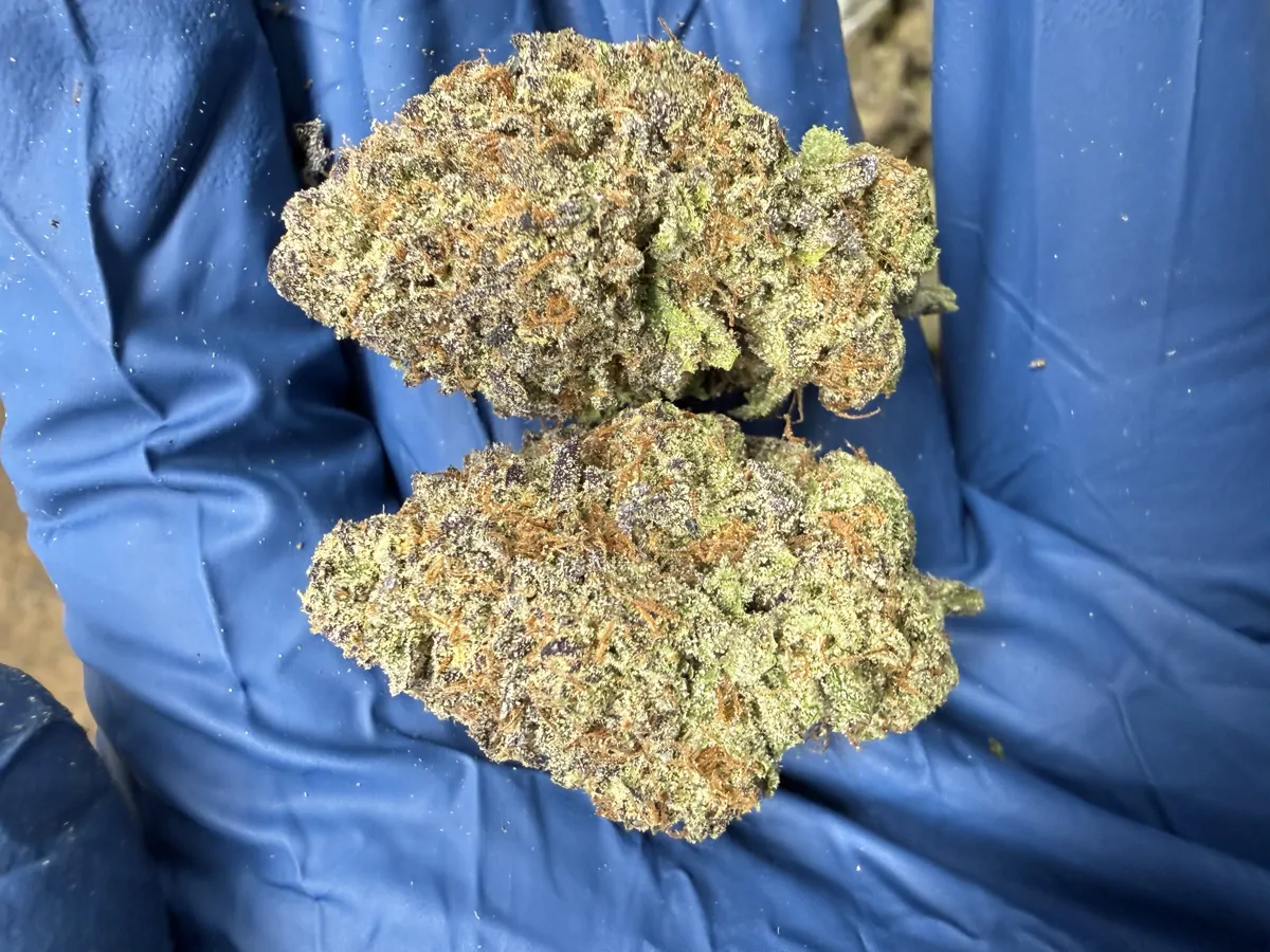 Cadillac Rainbow Packaged Flower